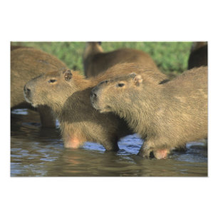 Foto Capivara, Hydrochaeris hydrochaeris), mundo's