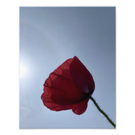 Foto Capoila-vermelha-da-índia com céu de cinza