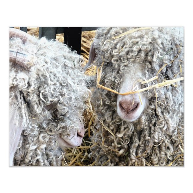 FOTO CAPRINOS CORTES (Frente)