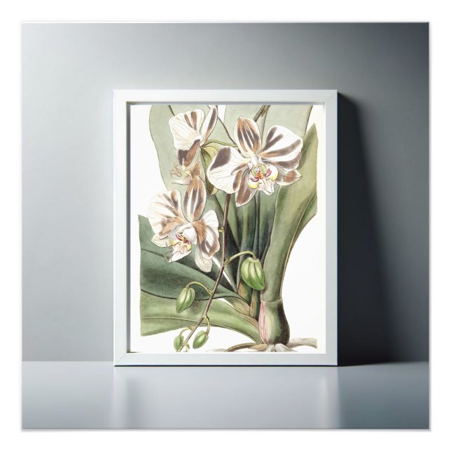 Foto Captivando Petais Delicados pela Orquídea da Mama (Frente)