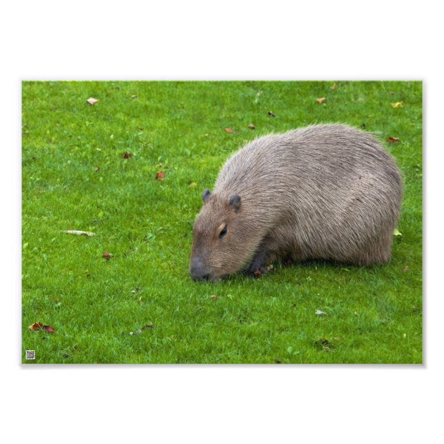 Foto Capybara Animal Incrível (Frente)