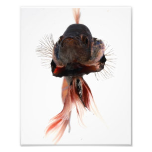 Foto Cara dos peixes de Betta