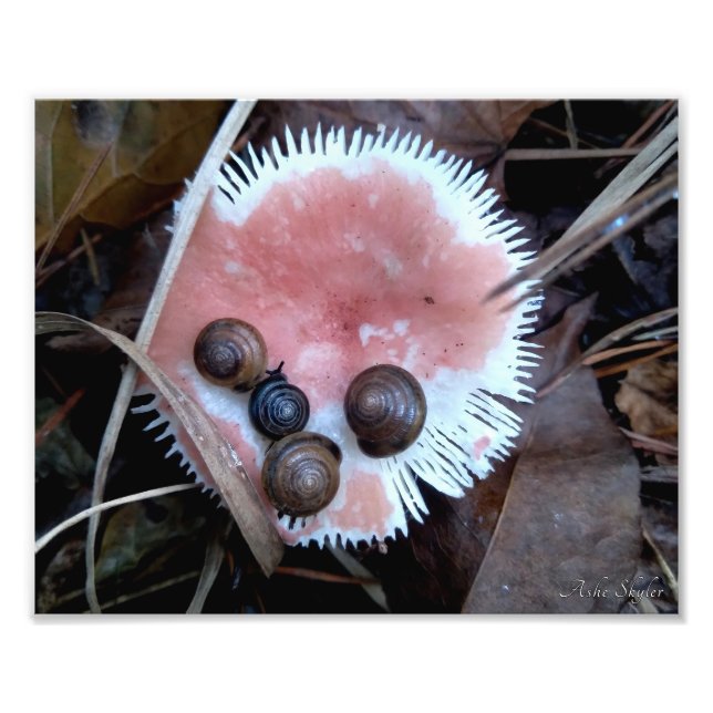 Foto Caracóis Sonolentos (Frente)