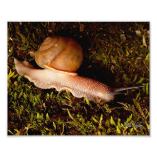 Foto Caracol