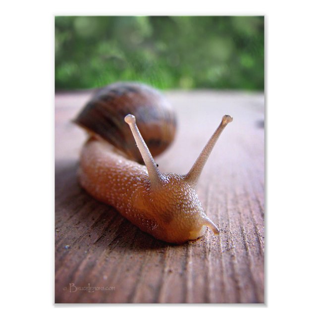 Foto Caracol (Frente)