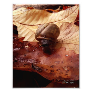 Foto Caracol em uma Missão