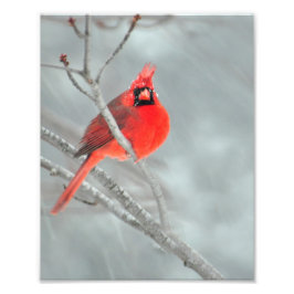 Foto Cardeal em neve 8" x 10"