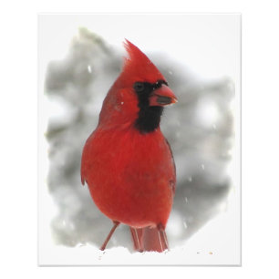 Foto Cardinal