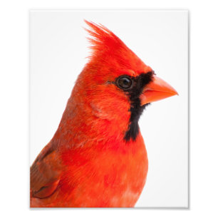 Foto Cardinal