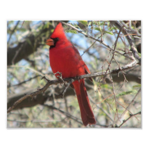 Foto Cardinal
