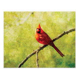 Foto Cardinal Bird Art Print | Vibrant Nature Decor