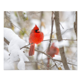 Foto Cardinal de Neve