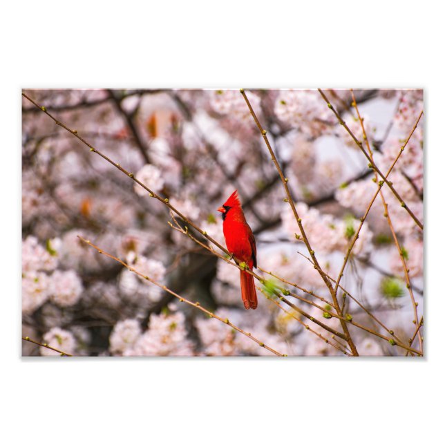 Foto Cardinal do norte a rosa (Frente)