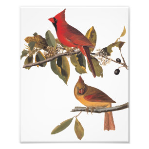 Foto Cardinal Grosbeak Birds Audubon Vintage Art