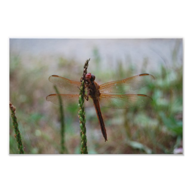 Foto Cardinal Meadowhawk Dragonfly impressão (Frente)