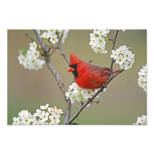 Foto Cardinal-vermelho