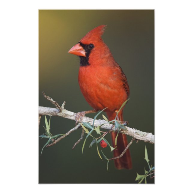 Foto Cardinal-vermelho, Cardinalis cardinalis, macho (Frente)