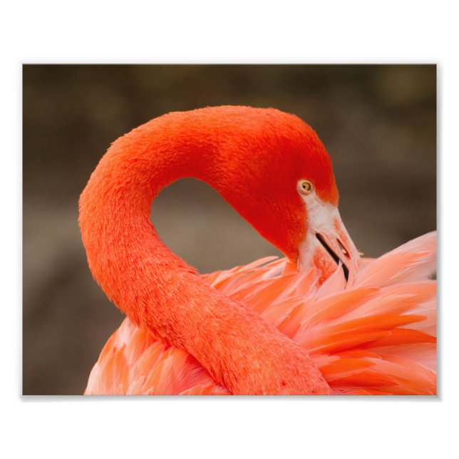 Foto Caribe flamingo (Frente)
