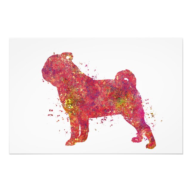 Foto Carlin Animal Chien Domestique Nature Monde Canine (Frente)