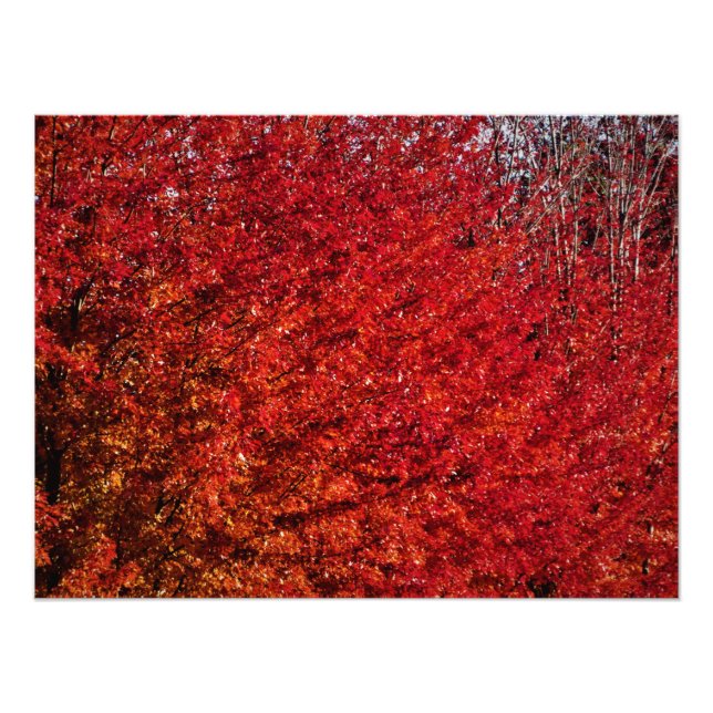 Foto "Carne e Osso" (Frente)