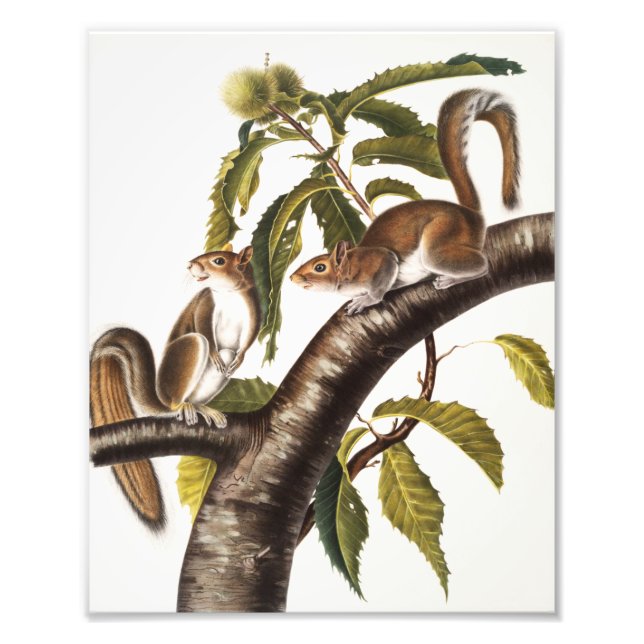 Foto Carolina Cinza Squirrel (Sciurus Carolinensis) (Frente)