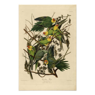 Foto Carolina Parrot das Aves da América de Audubon