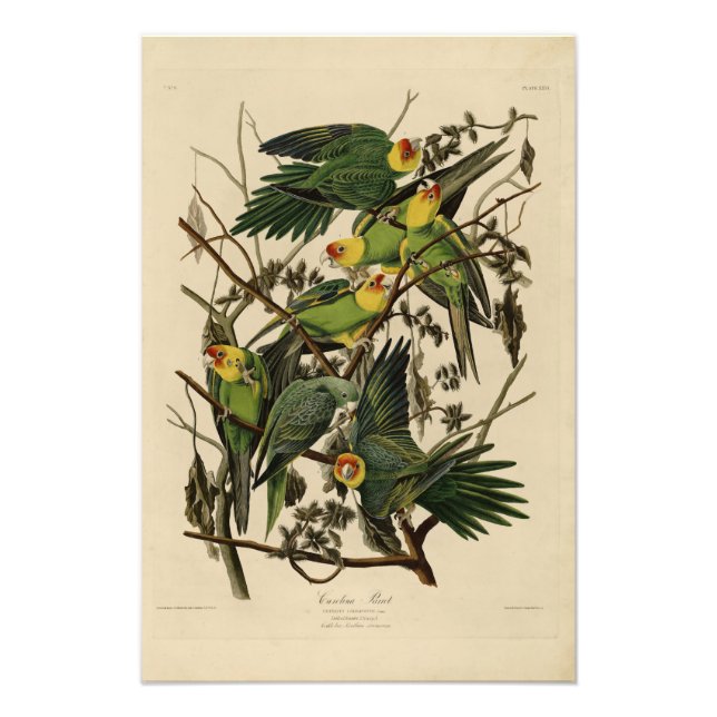Foto Carolina Parrot das Aves da América de Audubon (Frente)
