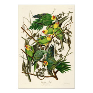Foto Carolina Parrot John Audubon Birds da América