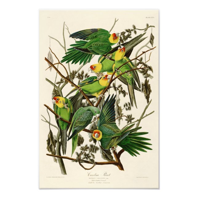 Foto Carolina Parrot John Audubon Birds da América (Frente)