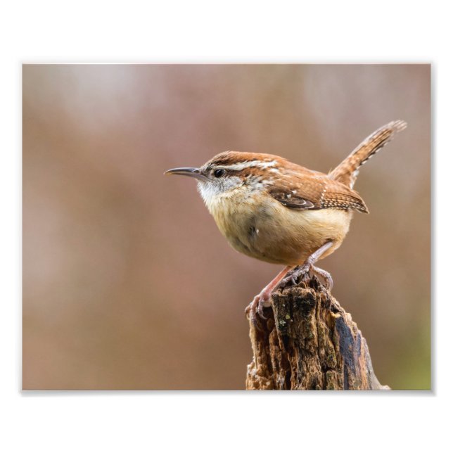 Foto Carolina Wren Bird (Frente)