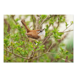 Foto Carolina Wren Impressão