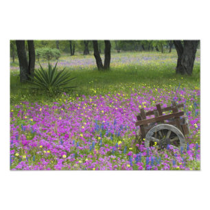 Foto Carrinho de madeira em campo de Phlox, Blue Bonnet