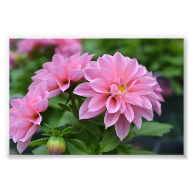 Foto Cartão postal para ela (Frente)