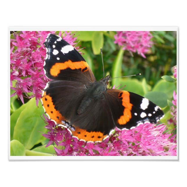 Foto Cartaz de Borboleta Laranja Preta e Branca (Frente)