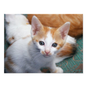 Foto Cartaz de Gatinho Fofo Laranja e Branco