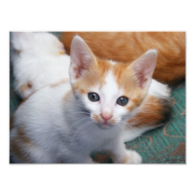 Foto Cartaz de Gatinho Fofo Laranja e Branco (Frente)