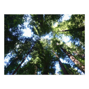 Foto Cartaz de Giant Redwoods Olhando para Cima
