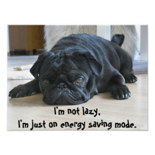 Foto Cartaz de Preguiça de Cachorrinho Pug Preto Fofo