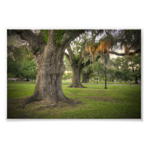 Foto Carvalhos verdes americanos do parque de Audubon