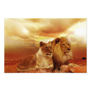 Foto Casal de leão no safari