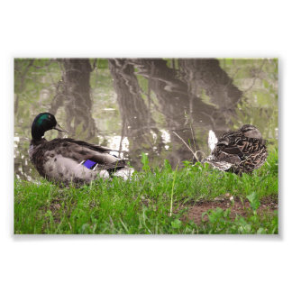 Foto Casal de Patos Apaixonados