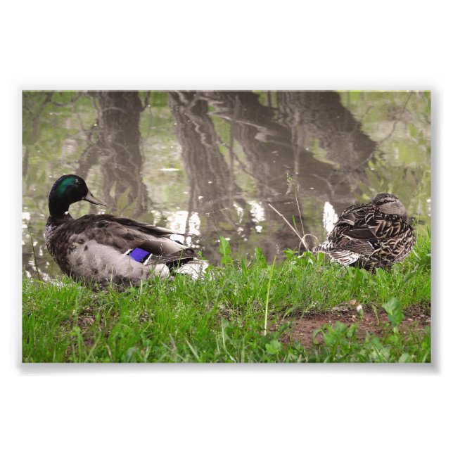 Foto Casal de Patos Apaixonados (Frente)