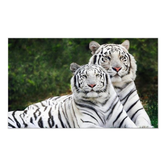 Foto casal de tigres (Frente)