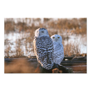 Foto Casal Snowy Owl
