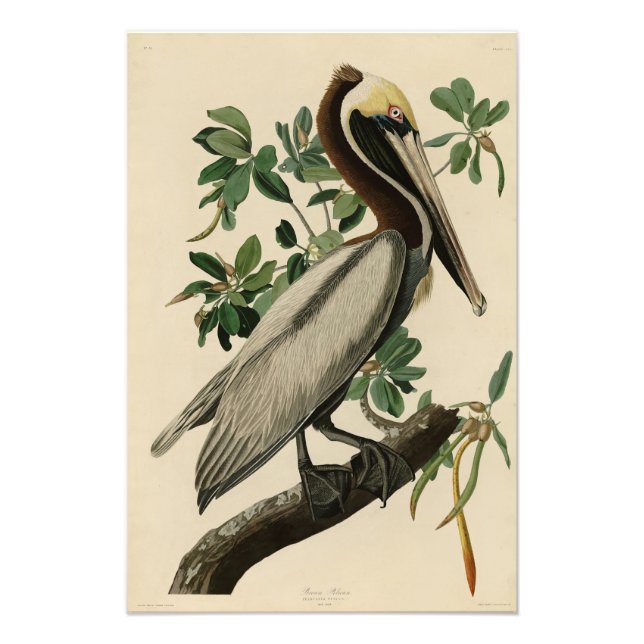 Foto Castanho Pelicano das Aves da América de Audubon (Frente)