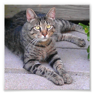 Foto Castanho Tabby Cat no Exterior