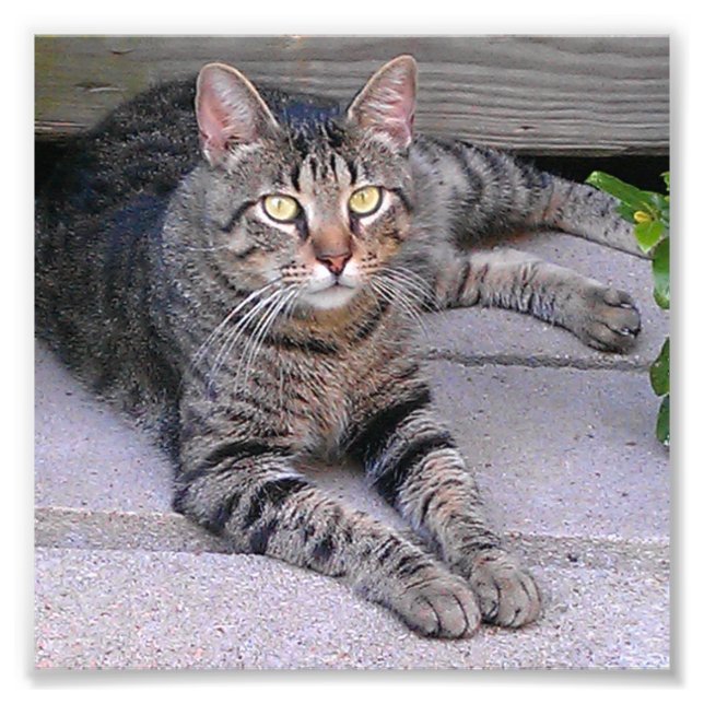 Foto Castanho Tabby Cat no Exterior (Frente)