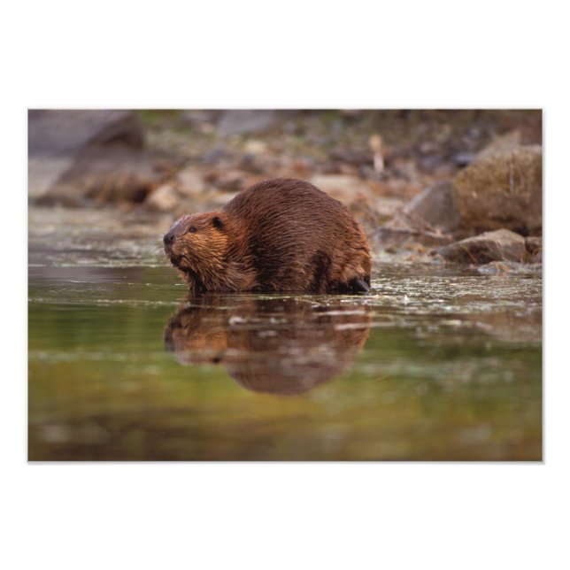 Foto castor, Castor canadensis, vai nadar (Frente)