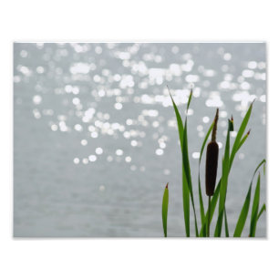 Foto Cattail na frente do lago
