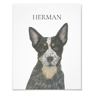 Foto Cattledog Azul Personalizado